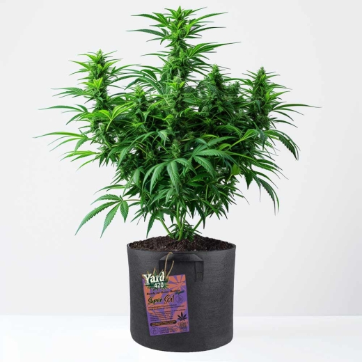 Fabric Grow Pot Living Soil organic